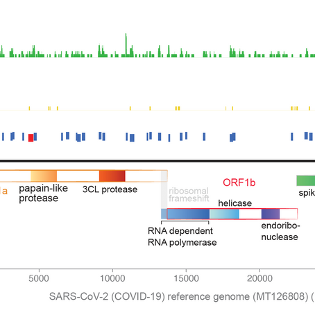 Metatranscriptomics applied to the identification of COVID-19 