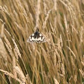 Field grass with a butterly sitting amongst it