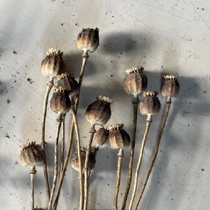 Dried poppy heads