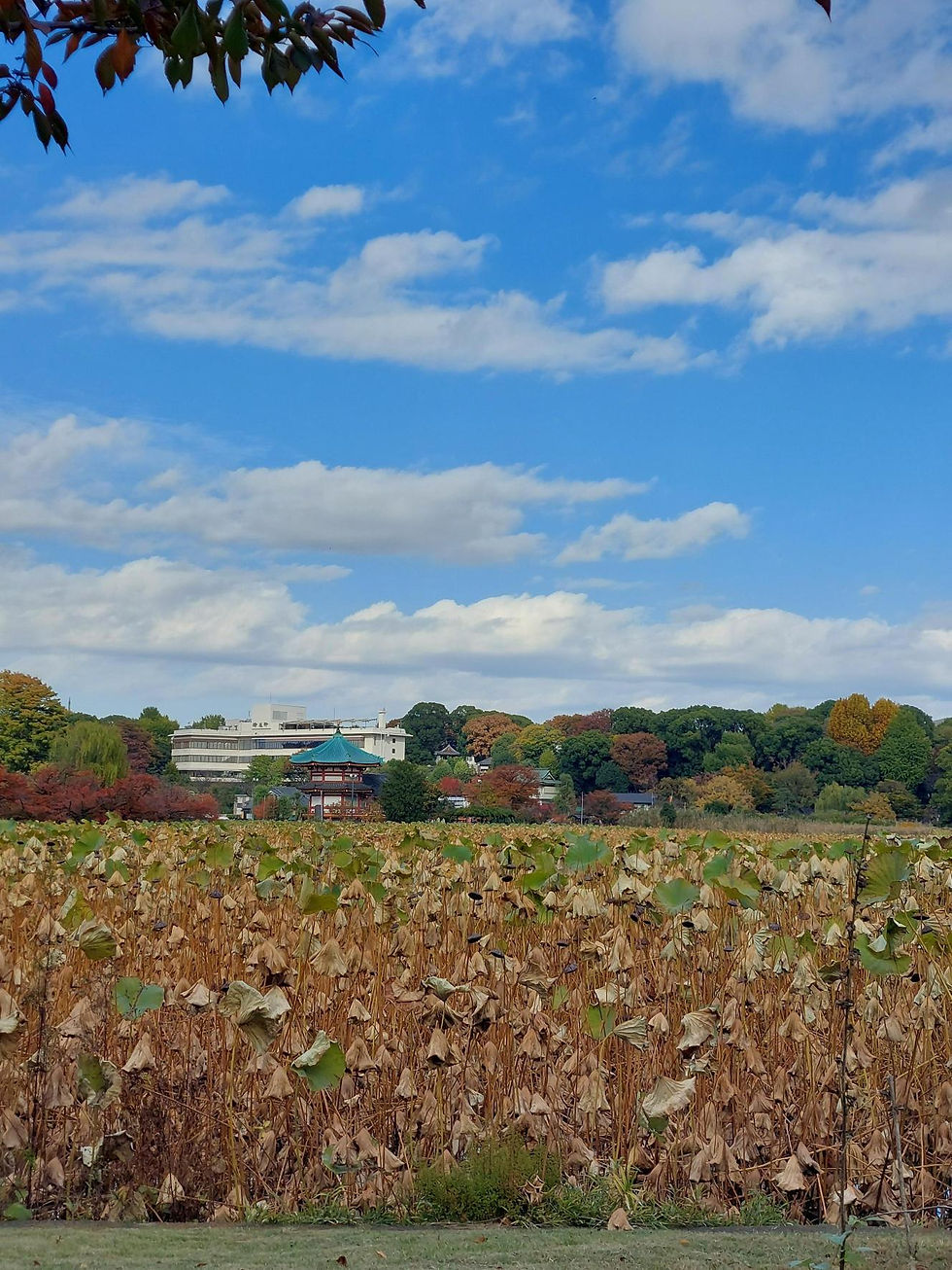 冬枯れの蓮池もまた乙