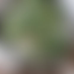 ELLEgourmet釜揚げしらすと春野菜のパエリアレシピ掲載のお知らせ