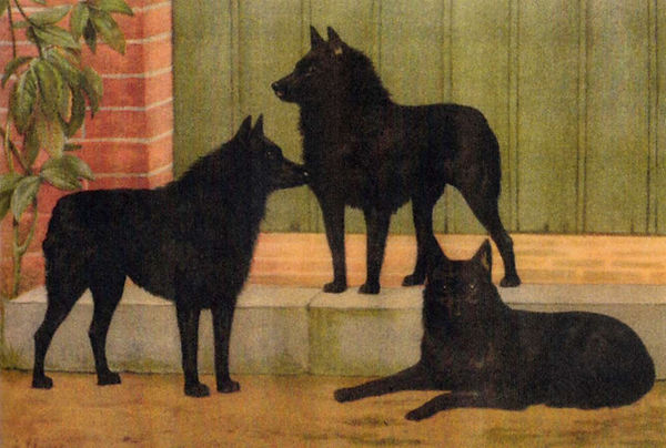 Schipperke-three.jpg