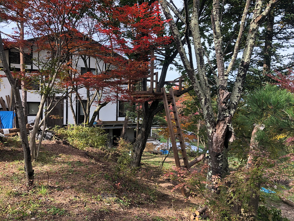 透き通る木