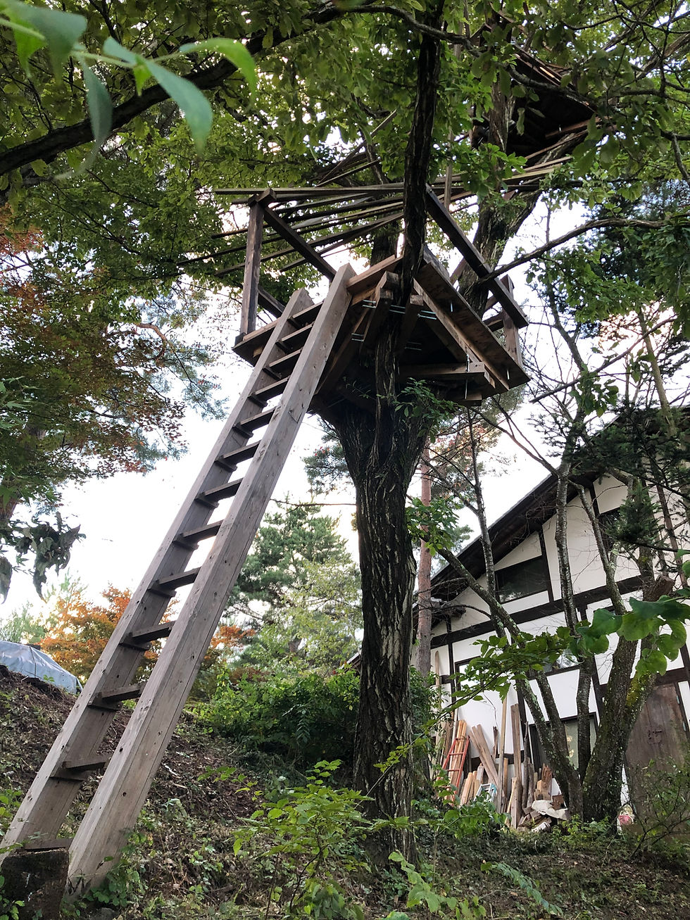 透き通る木(2022)