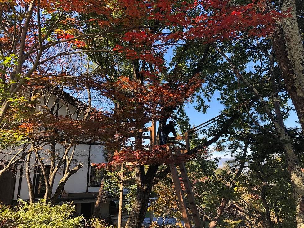 透き通る木