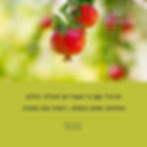 שיעורי קום ניי יוגה טיבטית לבוקרו של יום שישי עם Ton או Inge מורים מהולנד