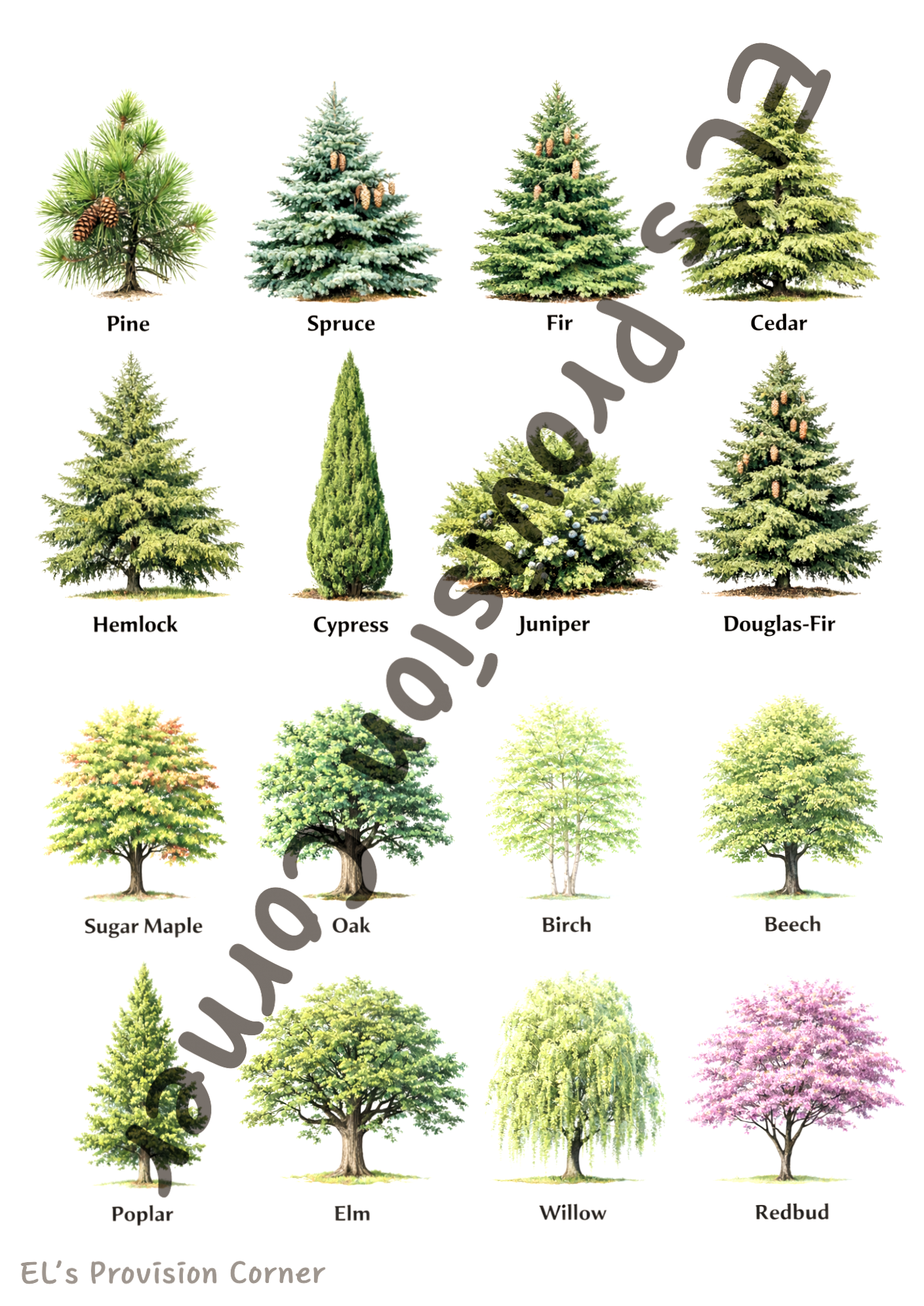 Deciduous and evergreen tree sorting - KS1 Science
