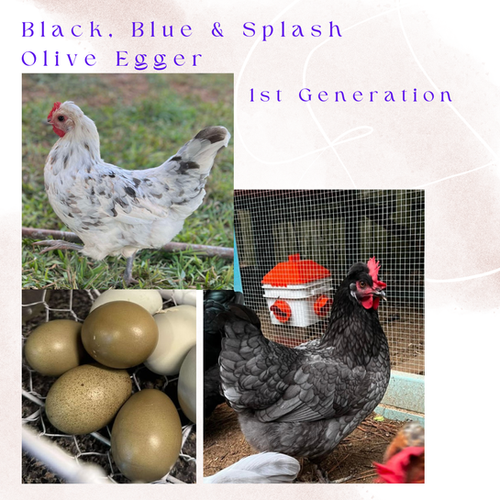 MarsBars- Hybrid Sex-Linked Olive Egger-1st Generation | Hello