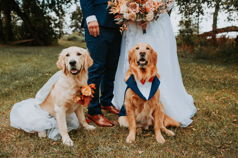 St. Louis wedding couple posing with dog attendants