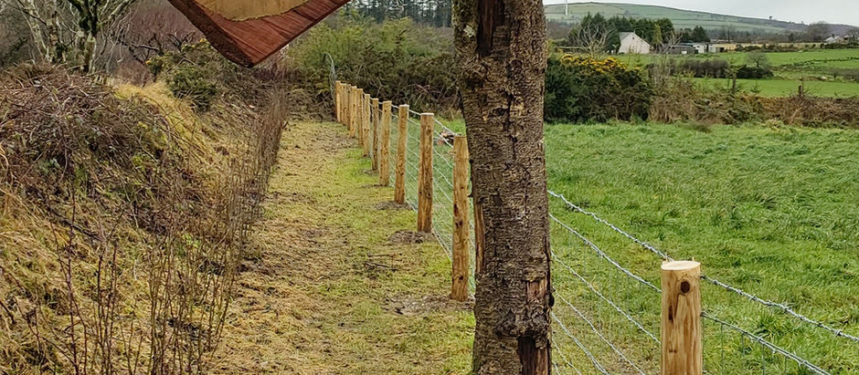 Completed new hedgerow courtesy of the welsh government