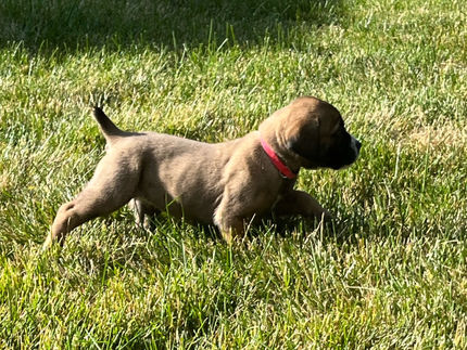 Pink Girl5_edited.jpg