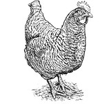 vector-artistic-pen-ink-hand-drawing-spe