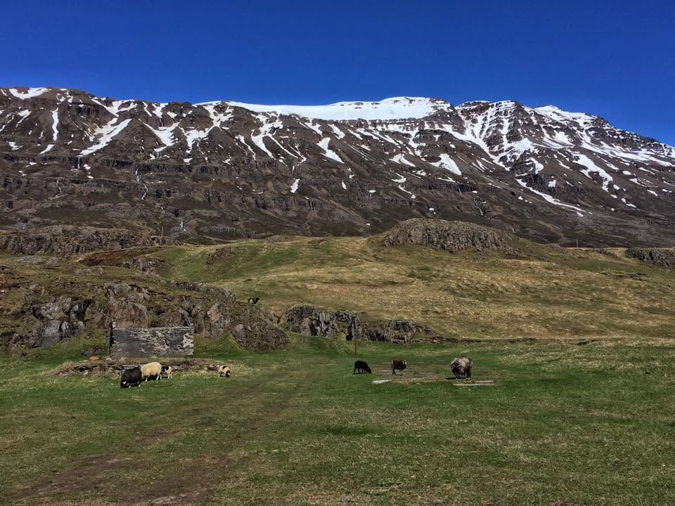 Iceland in one photo: snow-capped mountains, waterfalls, green grass, and sheep