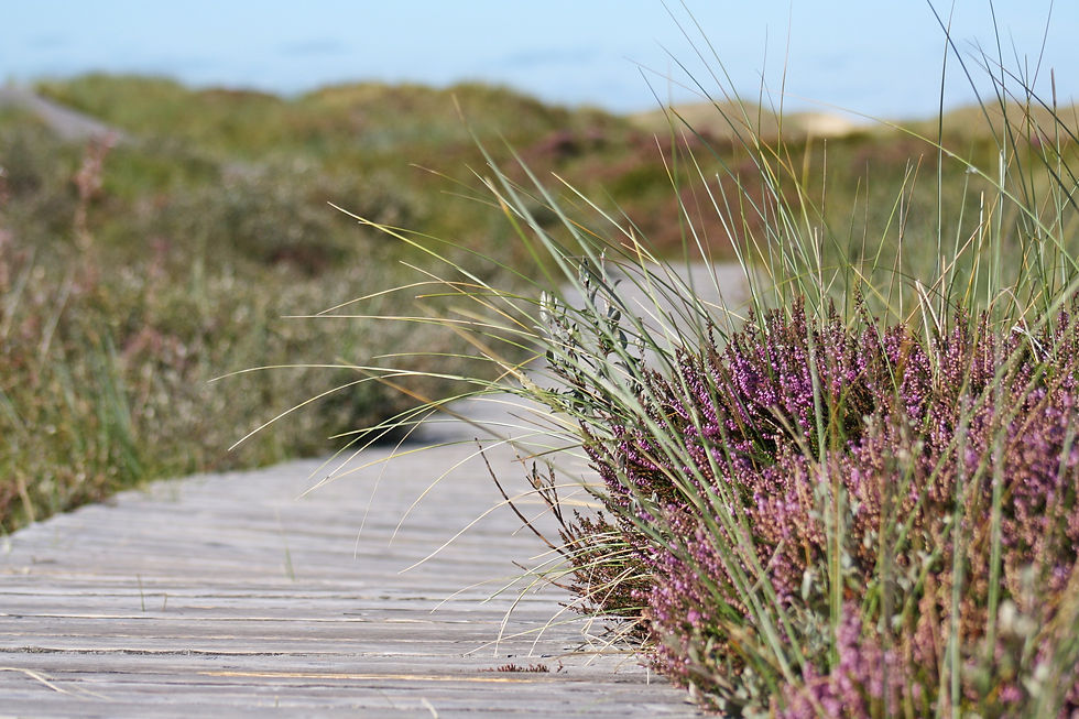 boardwalk-537113.jpg