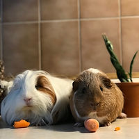 Animal reiki clarington