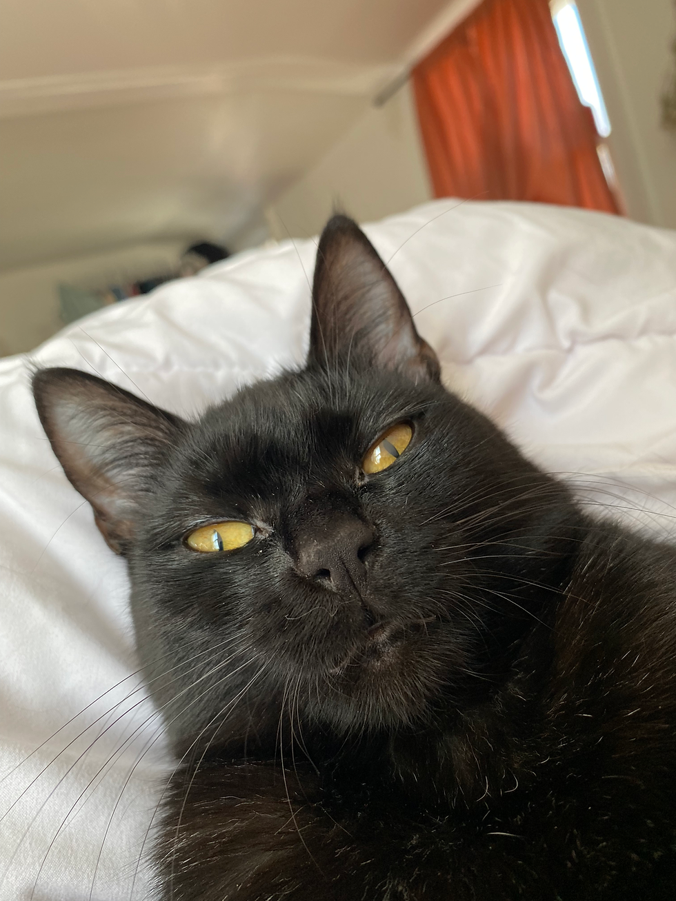 His Highness
