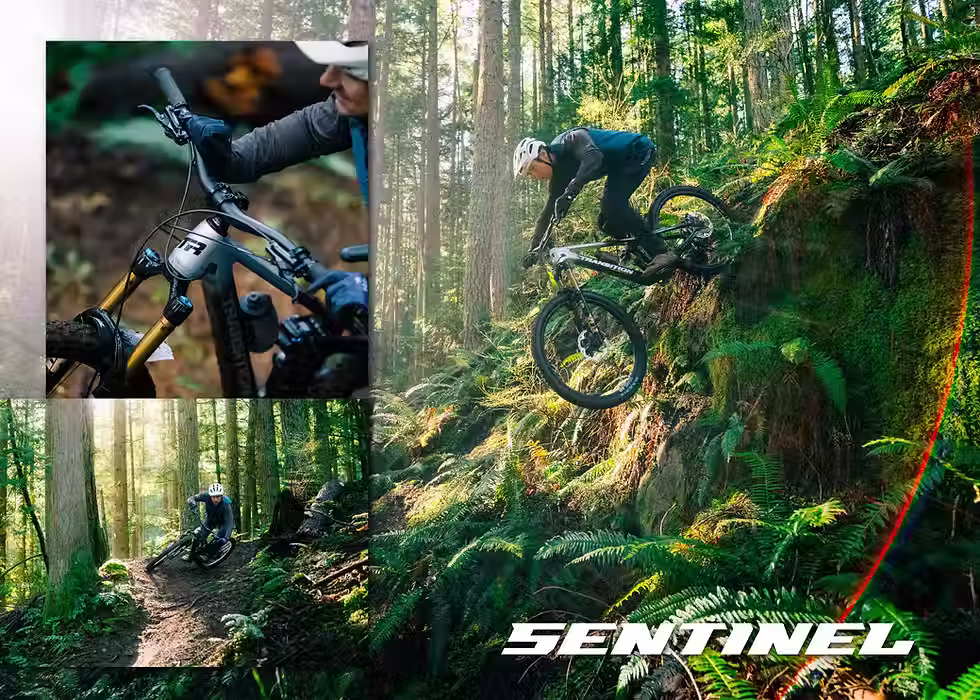 Thumbnail: Transition Sentinel Carbon