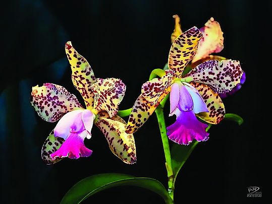 David Chandler - Orchid #ONE.jpg
