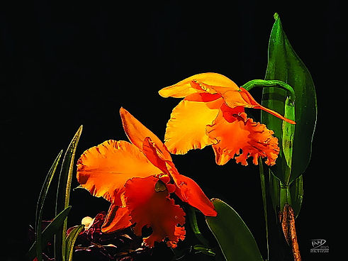 David Chandler - Orchid #TWO.jpg