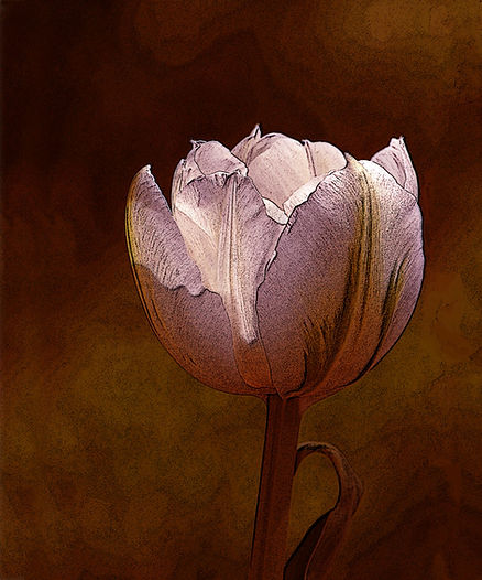 Elaine Bacal - Tulip.jpg