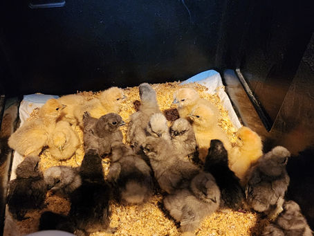 Muscovy Ducklings!