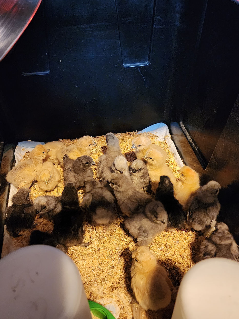 Muscovy Ducklings!