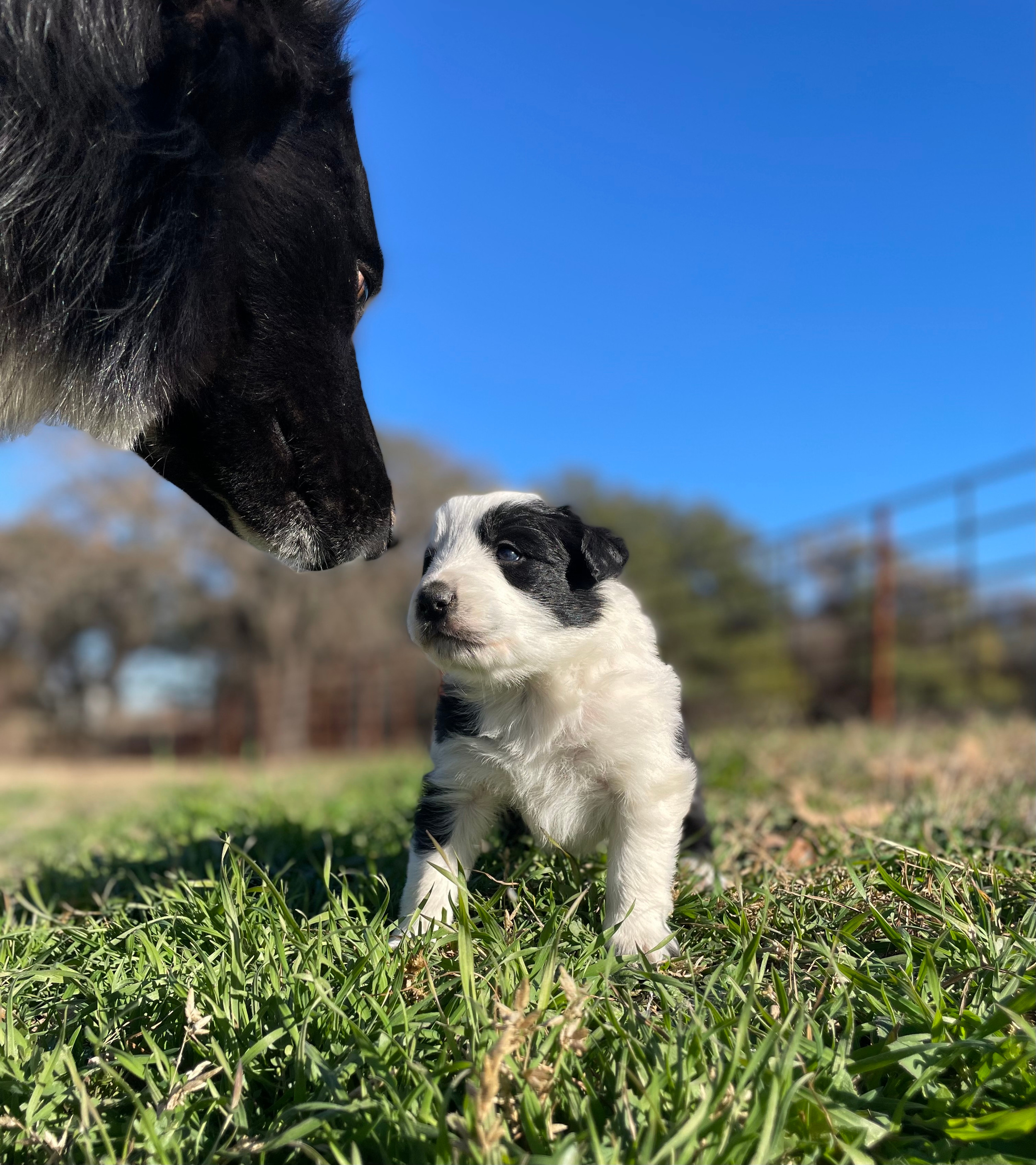 Our Males - CRL Border Collies, image size:2500x2811