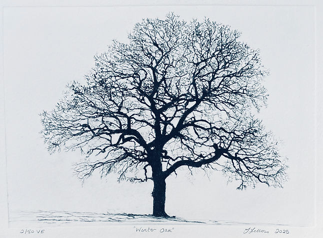 Winter Oak