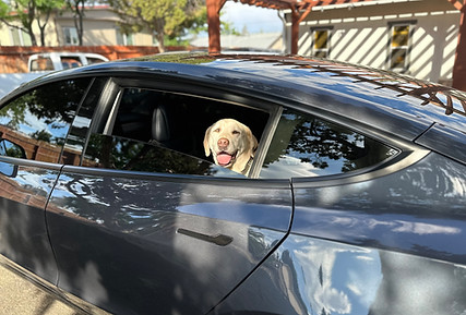 Dog Shuttle Service for reno area 