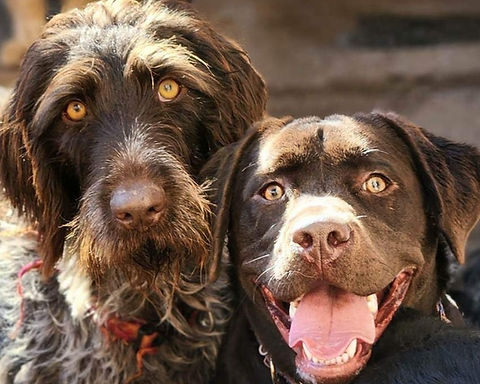 doggy bestfriends at daycare 