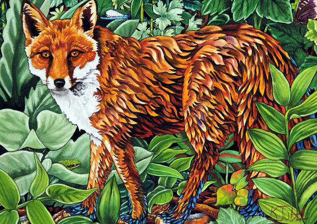 Red Fox live in breed in the entirety of Western Montana. They can be seen everyday in the Rattlesnake Valley, hunting all up and down the Blackfoot, Bitterroot, and Flathead Rivers.