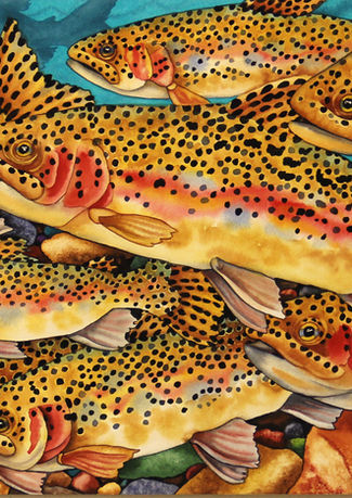Cuthroat Trout and Rainbow Trout often mix in Weaterm Montana. The Blackfoot River is aplenty with native Cutthroat Trout and Kendahl Jan Jubb often depicts Cutthroat Trout in her watercolor paintings.