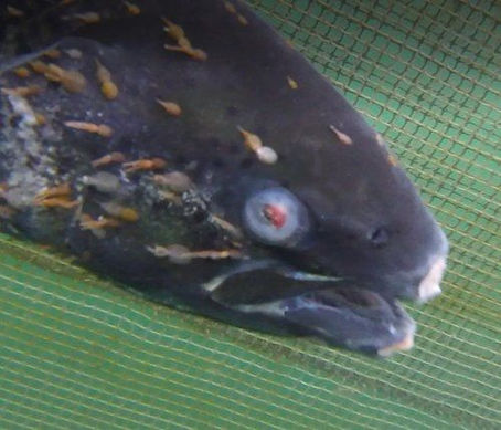 Aquaculture - Salmon Farming