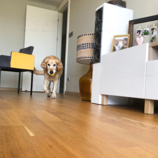 perro paseando por una casa con piso laminado