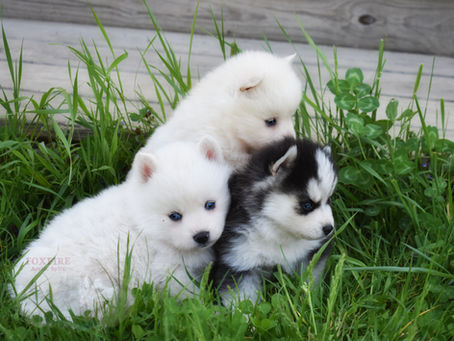 Puppy-buying Etiquette Part II: How to Pick Your Puppy