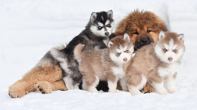 son huskies spitz