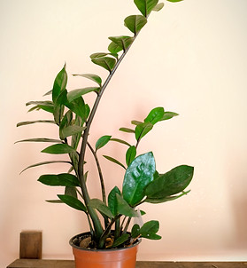 04 02-09-24_edited.jpg