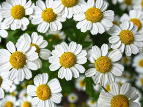 Alleviare lo stress con la CAMOMILLA