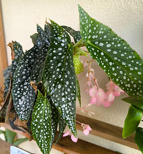 Begonia_edited.jpg