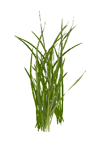 grass STICKER - Find & Share on GIPHY.gif