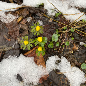 Der Winterling blüht.