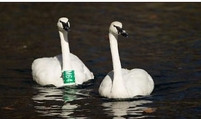 Trumpeter Swan