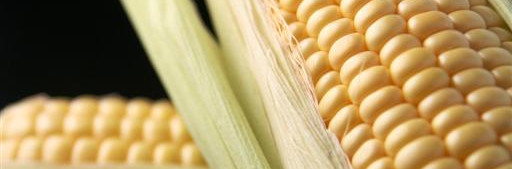 Close-up of two ears of corn in pale green husks on a black background, highlighting the golden kernels and fresh texture