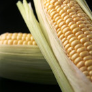 Corn(Maize)