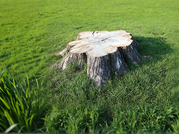 grass log.png