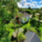 Trädfällning i Åkersberga av certifierad Arborist.  Vill du ha hjälp med trädfällning i Åkersberga? Kontakta trädfällning i Åkersberga för professionell hjälp med all typ av trädvård & trädservice 