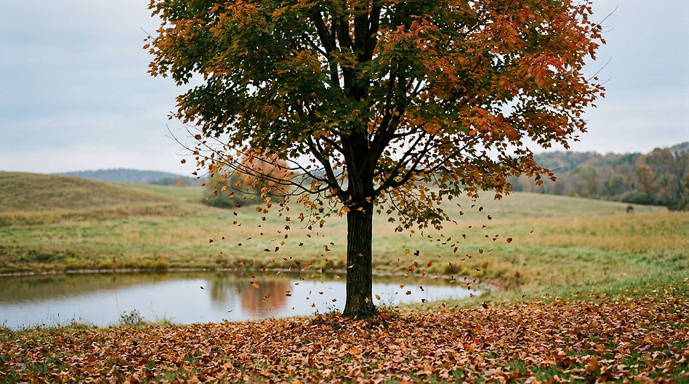 A single tree photographed across the seasons in one composition, or one tree mid-season with leaves turning and falling, soft daylight, calm and reflective mood, no text, nature photography.