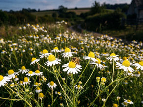 Homegrown Chamomile