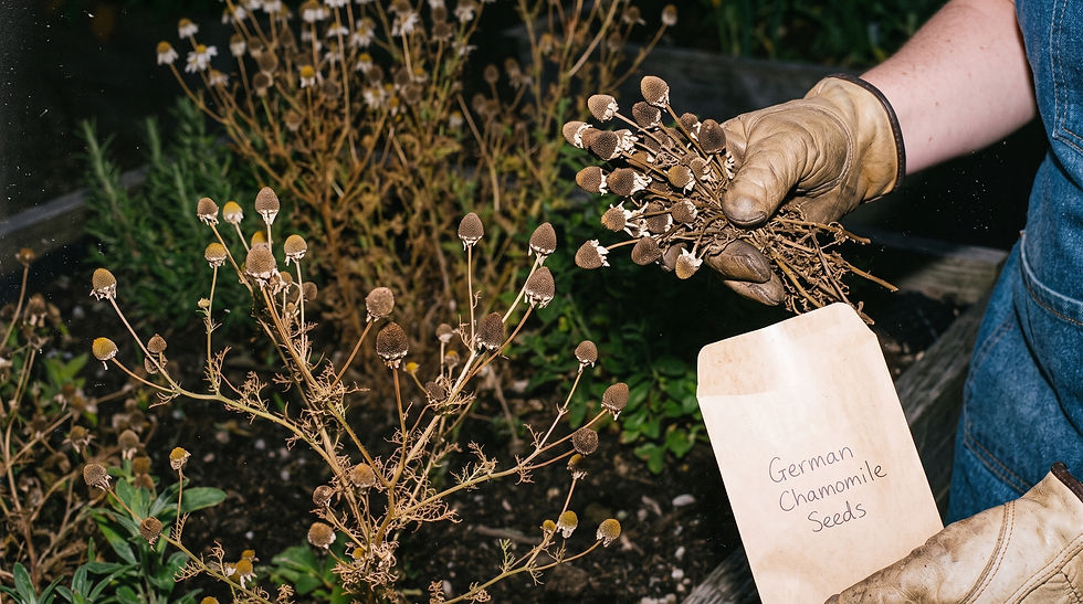 German chamomile self-seeds readily anyway, but collecting seed gives you a bit more control over where it comes up.