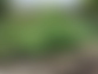 Candid 16:9 photograph of potato plants in a home vegetable garden with some foliage turning yellow and beginning to die back, ordinary UK allotment or back garden, natural summer light, realistic gardening scene, slightly untidy growing area, no people